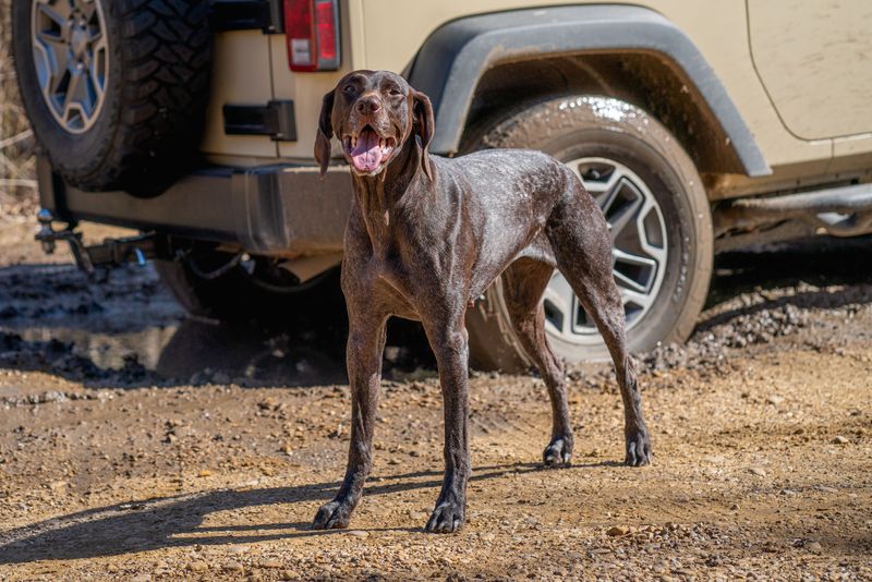German Shorthaired Pointer