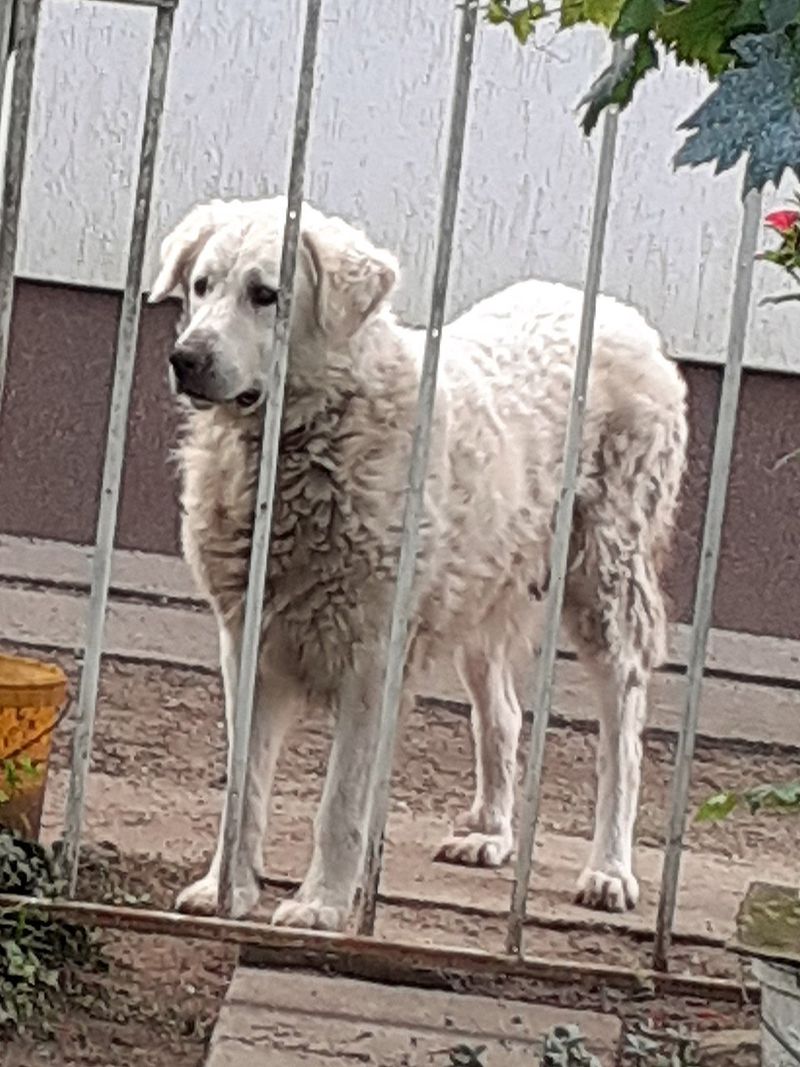 5 Guard Dog Breeds Trusted for Professional Protection — Plus 20 More Known for Security Skills 14 Kuvasz