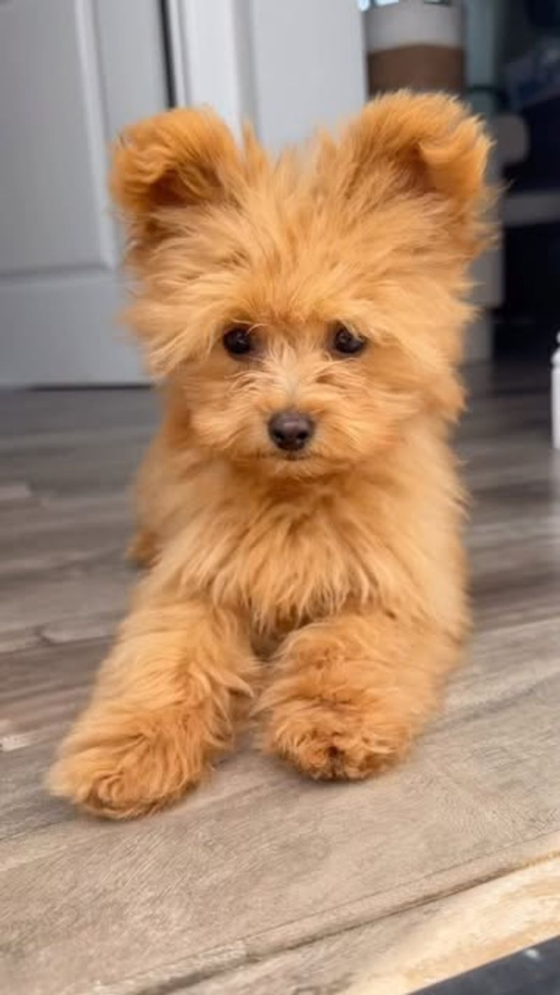Pomapoo (Pomeranian + Poodle)