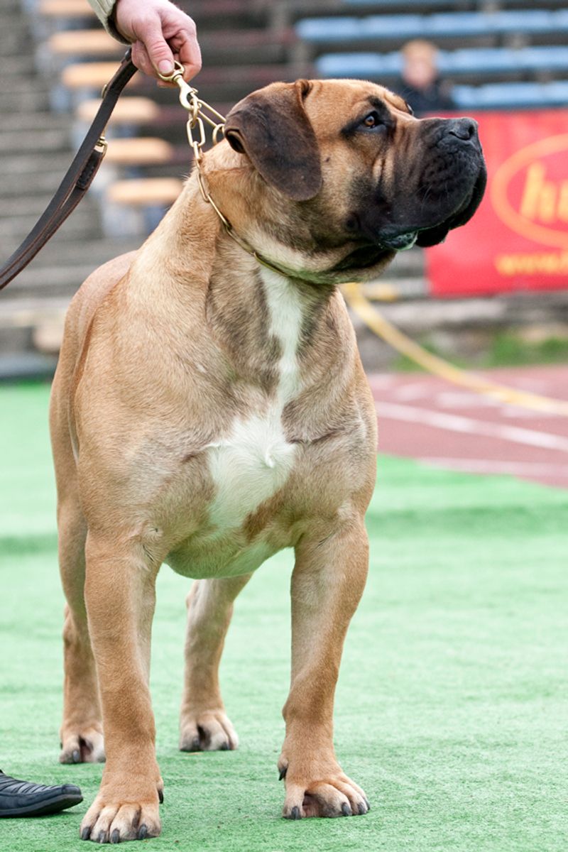 11 dog breeds people fear the most - plus 3 lovable dogs unfairly dragged into the conversation 7 Boerboel