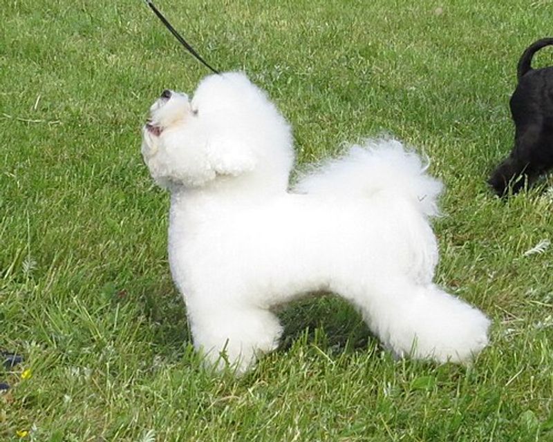 Bichon Frise