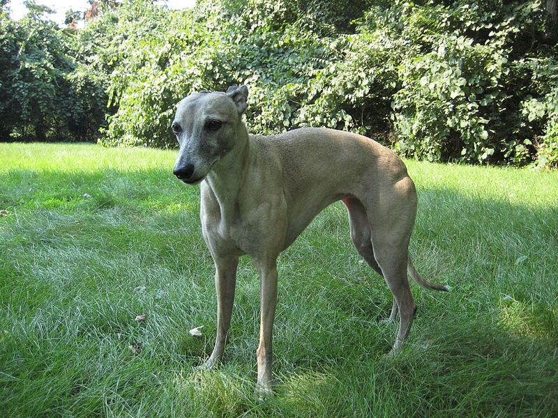 14 dog breeds that stay quiet most of the time but watch everything 4 Whippet