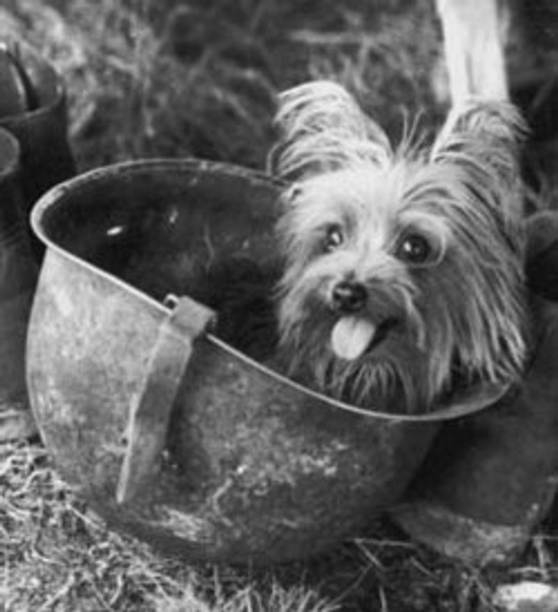 20 Famous Dogs Remembered for Bravery, Loyalty, and Service 6 Smoky