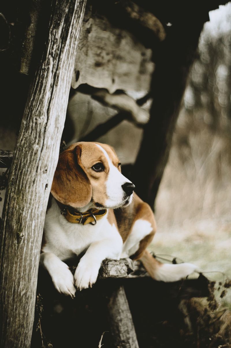 Beagle