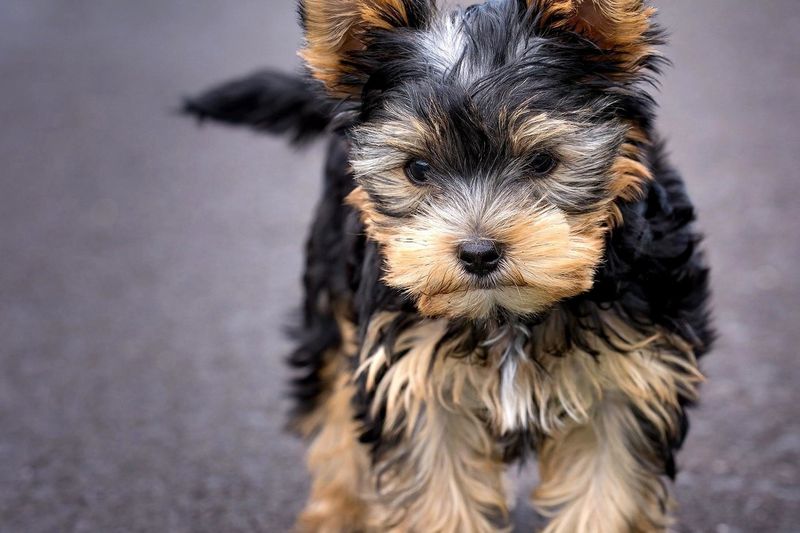26 Popular Doodle Dog Mixes Loved for Their Personality and Charm 11 Yorkipoo