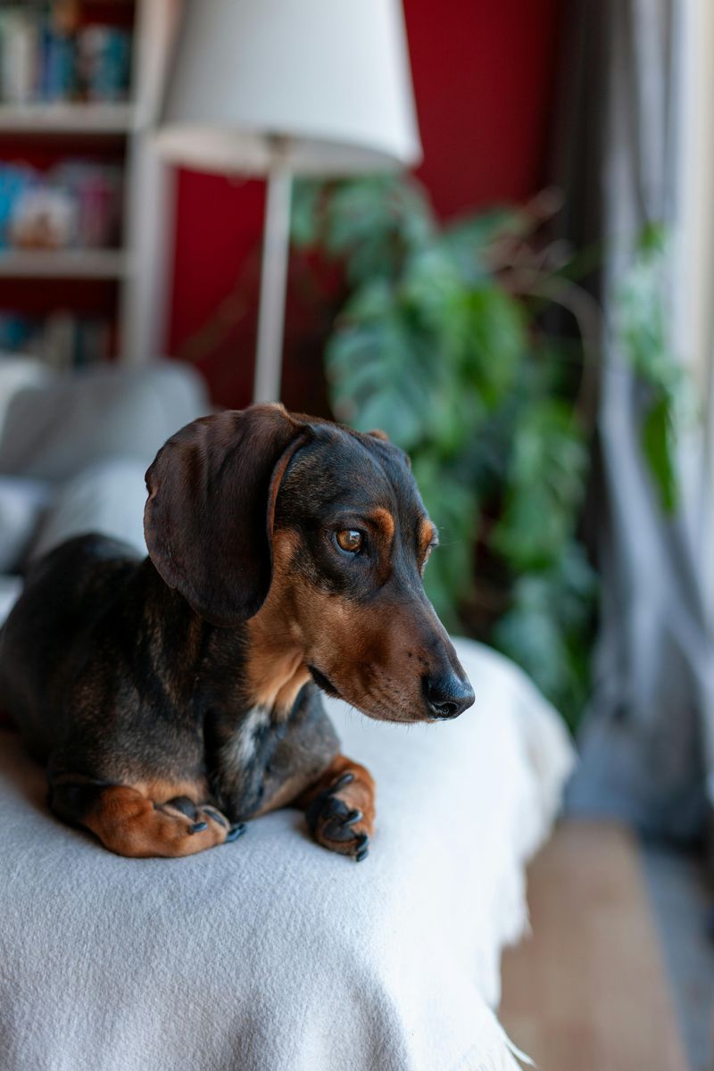 A breed can be loyal, loving, and still difficult to manage well - these are 15 dogs that come with strengths owners praise and trade-offs they ignore 11 Dachshund