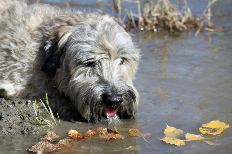 Irish Wolfhound
