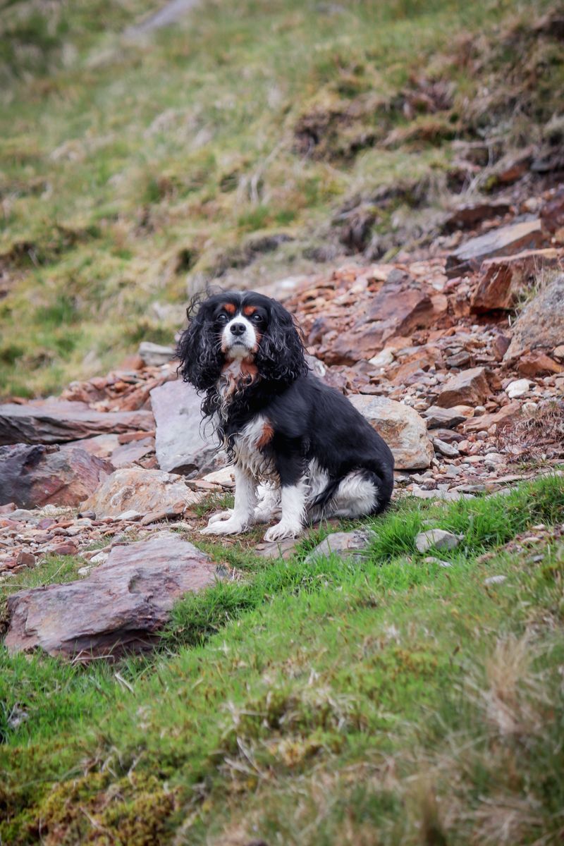 New to dog ownership? These breeds have qualities that can make the transition feel more natural 8 Cavalier King Charles Spaniel