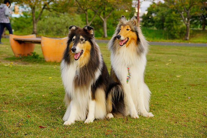 One experience with these 12 dog breeds is often enough to create a lifelong favorite - plus 2 that inspire remarkable loyalty 12 Rough Collie