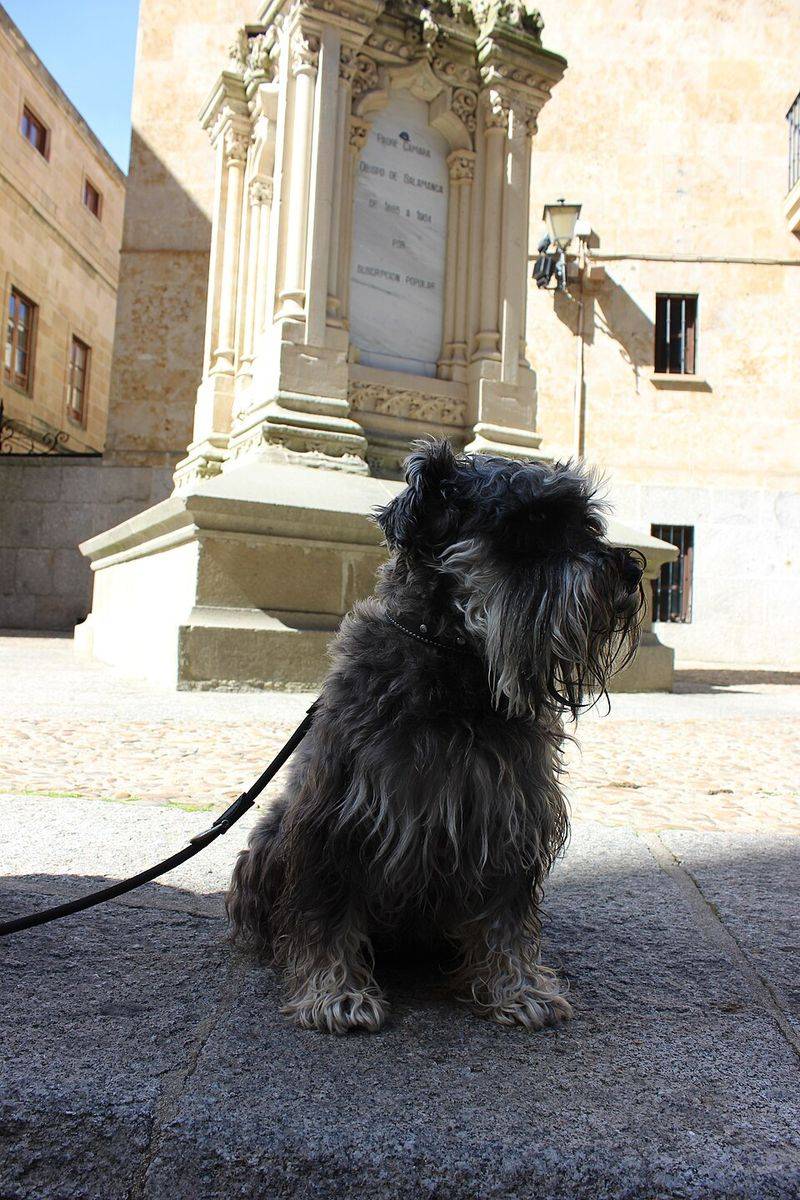 No two days feel the same with these unforgettable dog breeds 11 Miniature Schnauzer