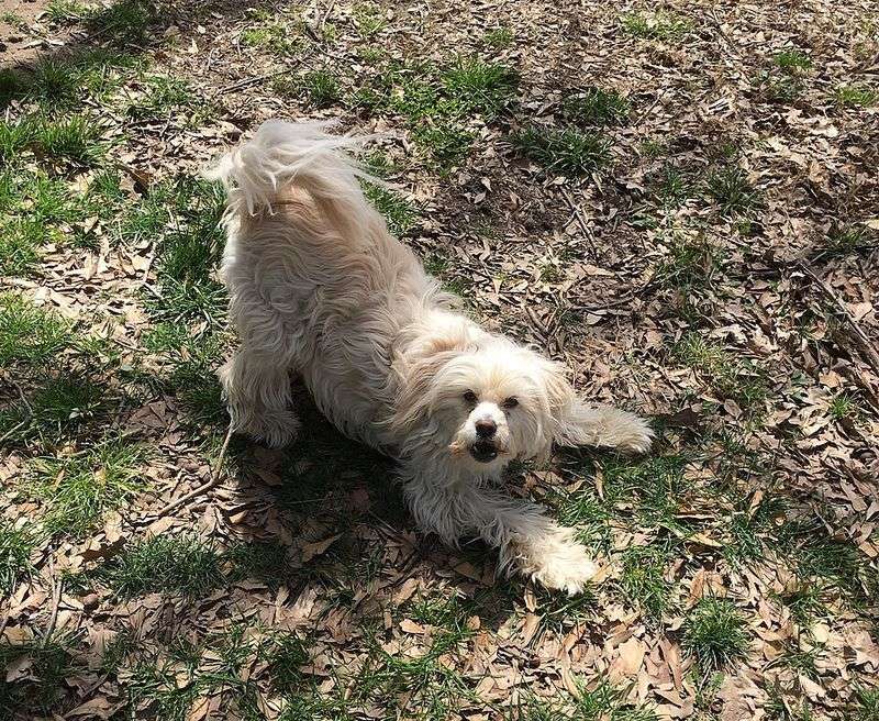 14 Easy Dog Tricks That Are Fun for Both of You 14 Bow