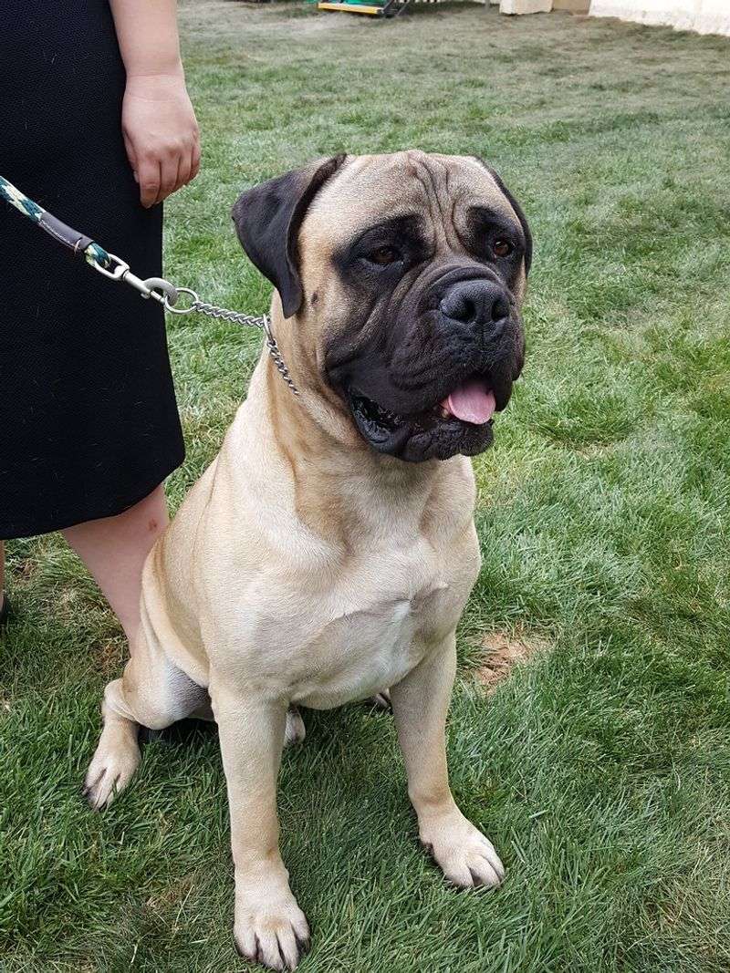 Bullmastiff