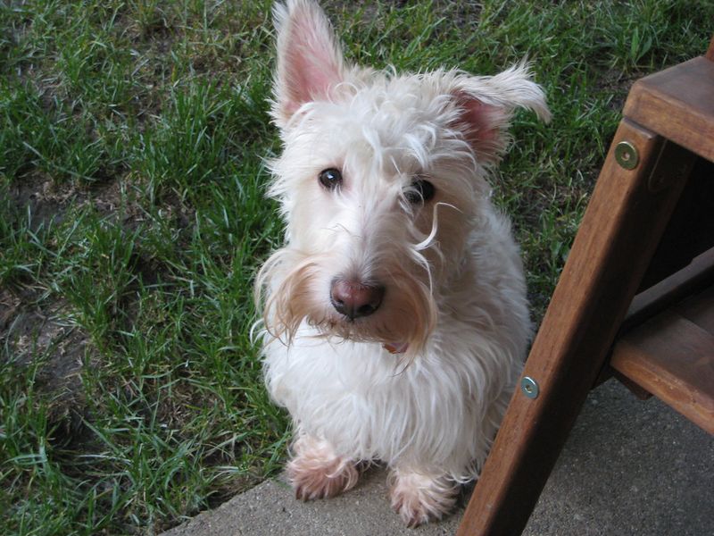 Scottish Terrier