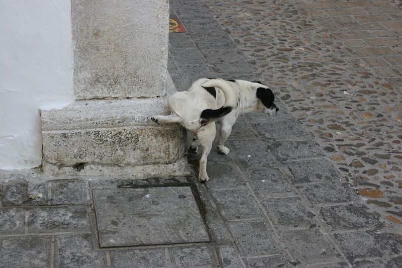 Urinates submissively