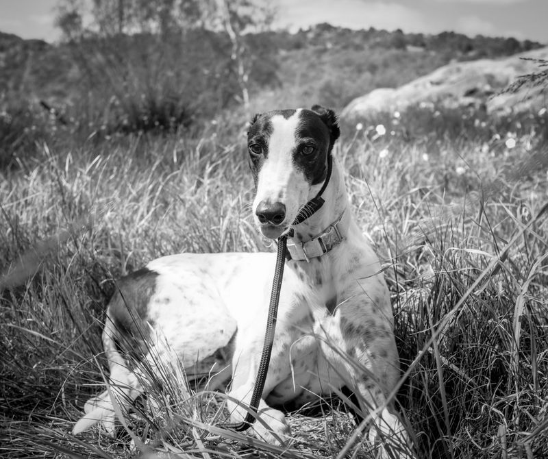 Your coworker has four paws now - these dog breeds can fit the home-office routine surprisingly well 3 Greyhound
