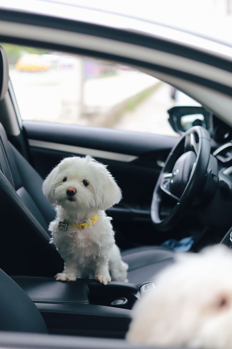 Maltese
