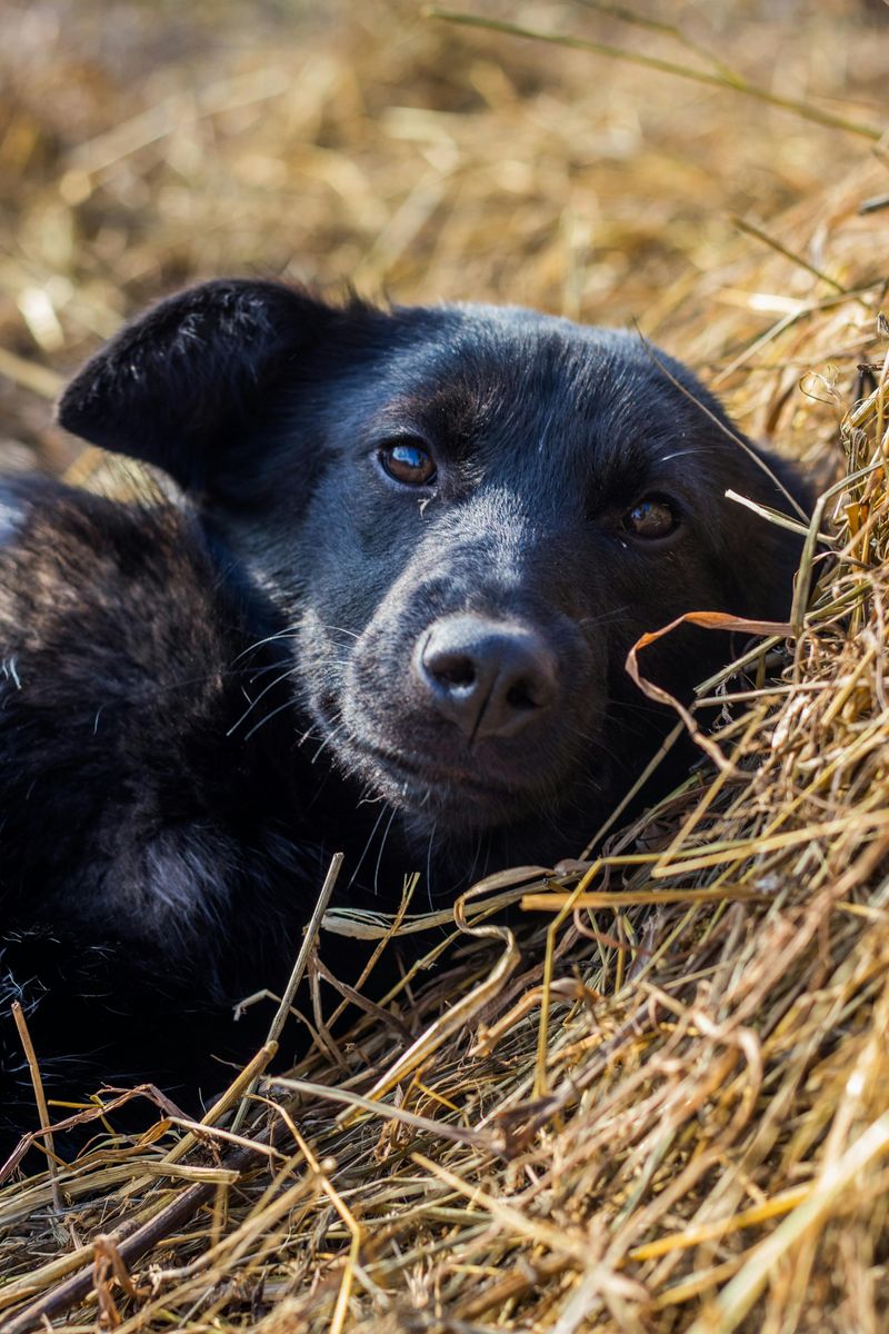 Where Outdoor Dogs Prefer to Sleep: 19 Safe and Cozy Options 15 On Straw Bedding in a Dry Corner