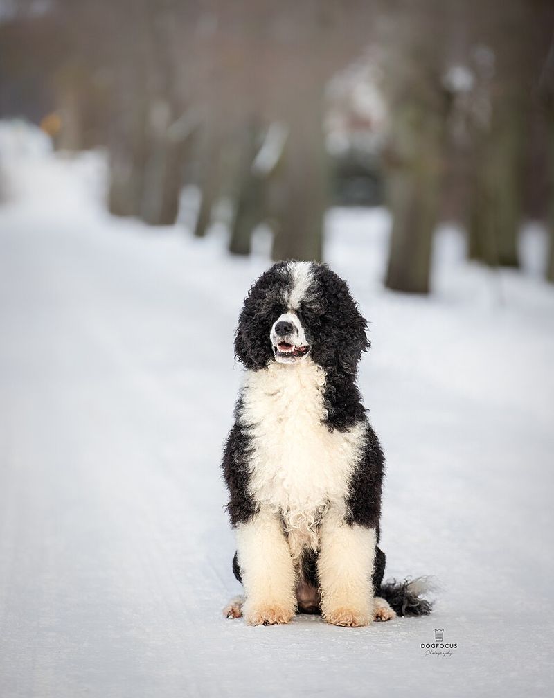 11 dogs whose natural instincts make them exceptional workers 10 Portuguese Water Dog