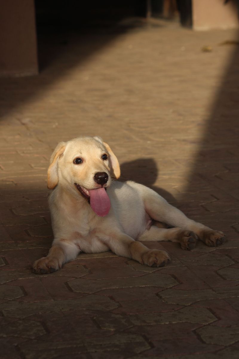 Behind the kennel door may be an incredible companion people keep passing by 11 Labrador Retriever