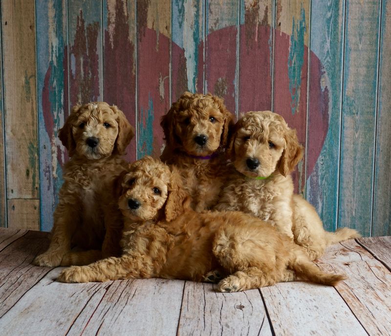 Goldendoodle