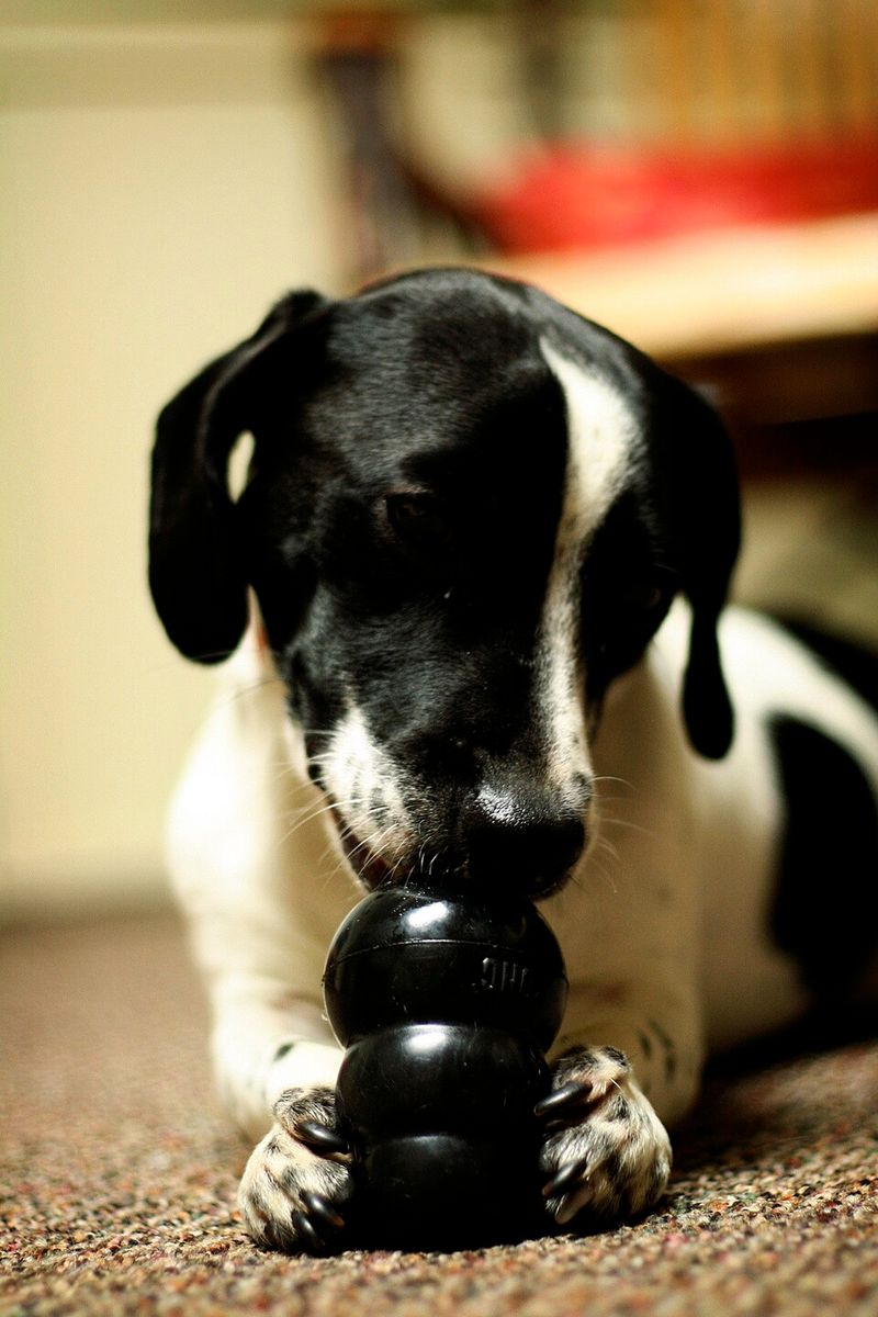 Trainers warn these 10 common words may be damaging your dog's sense of security 4 Stop it