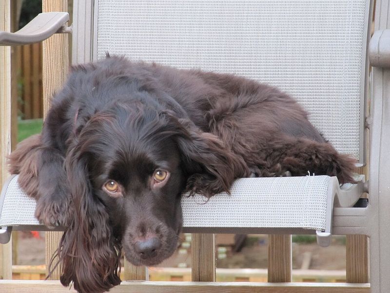 Boykin Spaniel