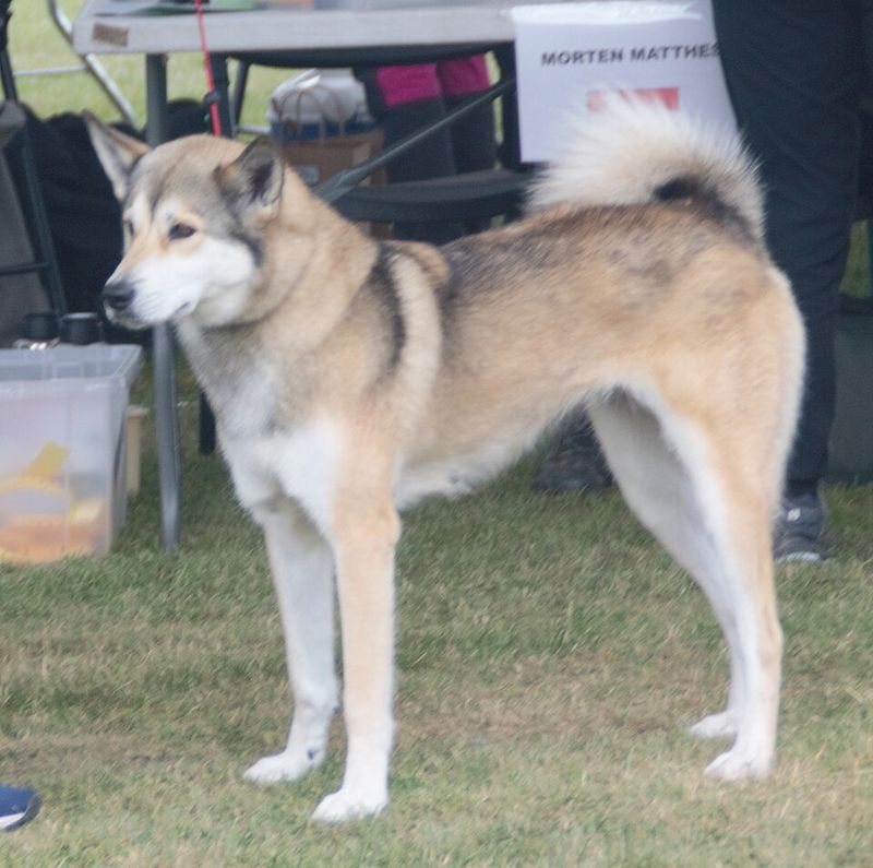 11 rugged dog breeds that still carry the mentality of life in harsh terrain 11 East Siberian Laika