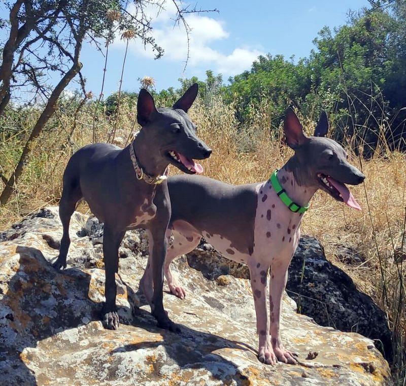 American Hairless Terrier