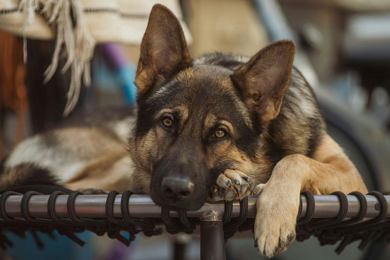 These 11 dogs protect, comfort, and bond with families like few others can 4 German Shepherd
