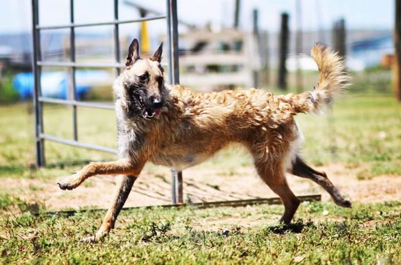 19 Rare Dog Breeds Known for Their Confident and Independent Nature 15 Belgian Laekenois