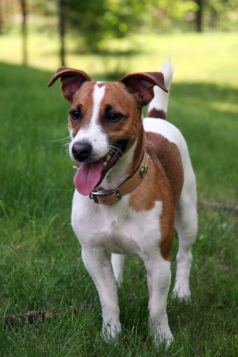 Owning dogs for years doesn't automatically prepare you for breeds that were developed to think independently 9 Jack Russell Terrier