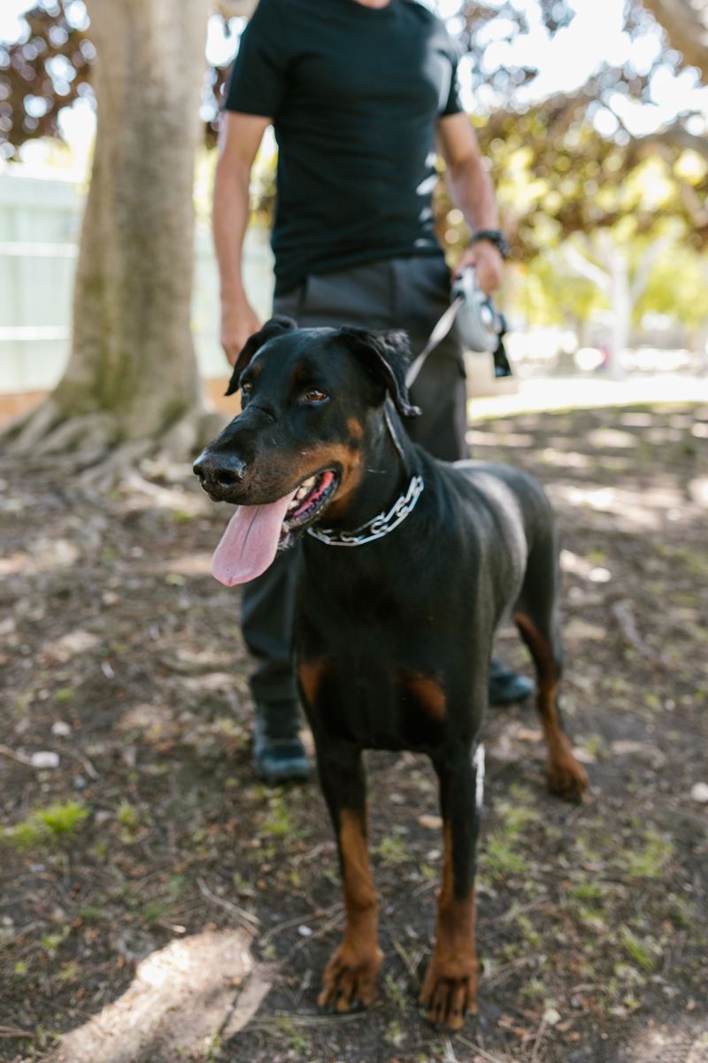 Doberman Pinscher