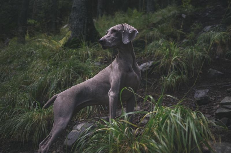 Nobody really prepares people for this side of these 15 dog breeds 12 Weimaraner