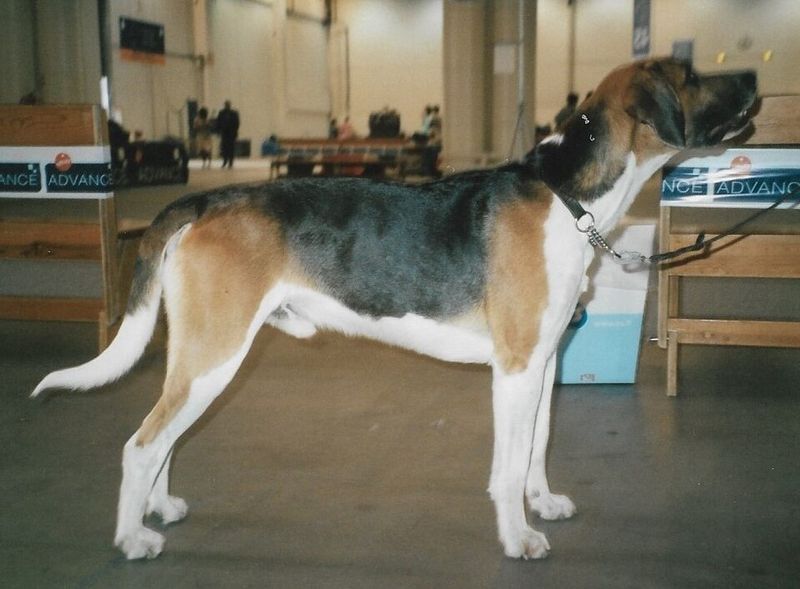 English Foxhound