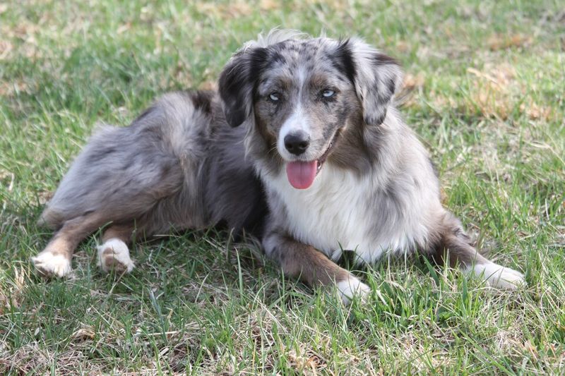 These 10 attention-hungry dogs never stop asking for affection 8 Miniature American Shepherd