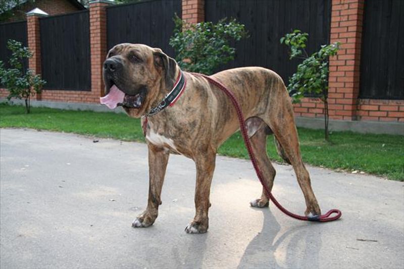 The “Breed Ban” Argument Won’t Die - 12 Breeds That Keep Getting Pulled Into Law Debates 10 Fila Brasileiro