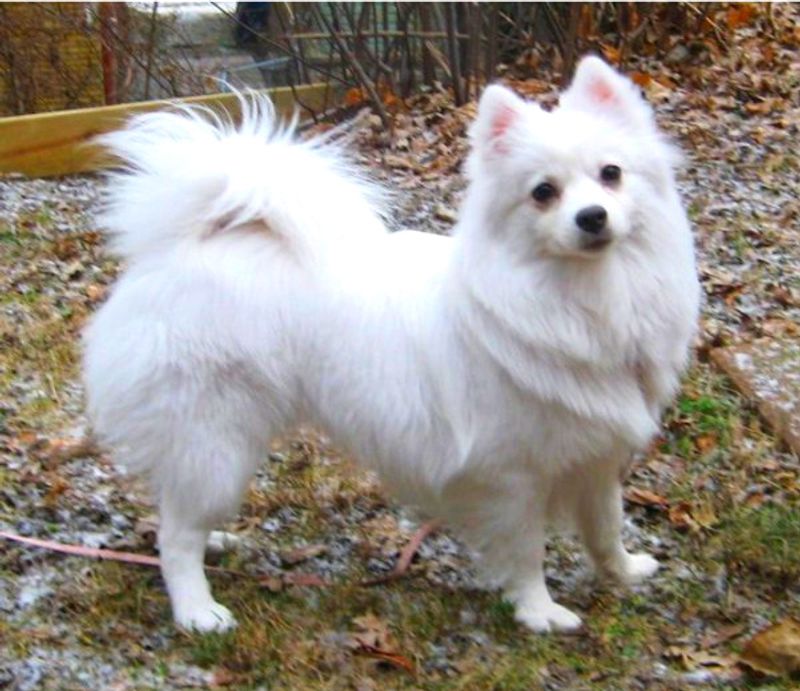American eskimo dog
