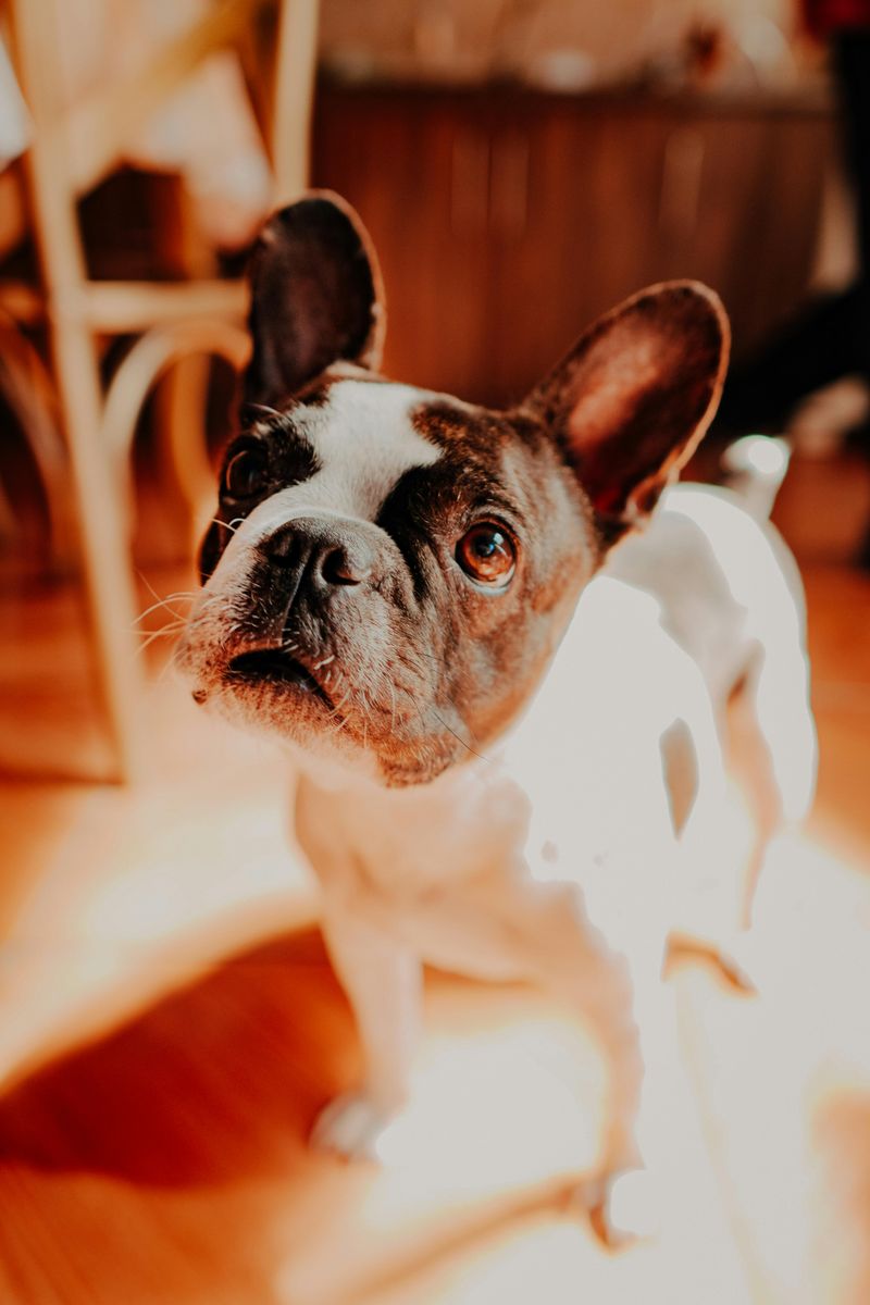French Bulldog
