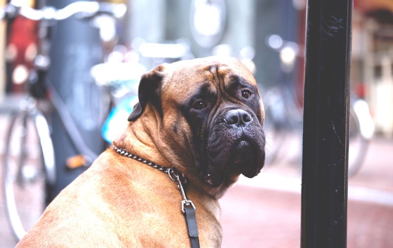 A dog that reacts to everything isn't necessarily the dog you want protecting your home 5 Bullmastiff