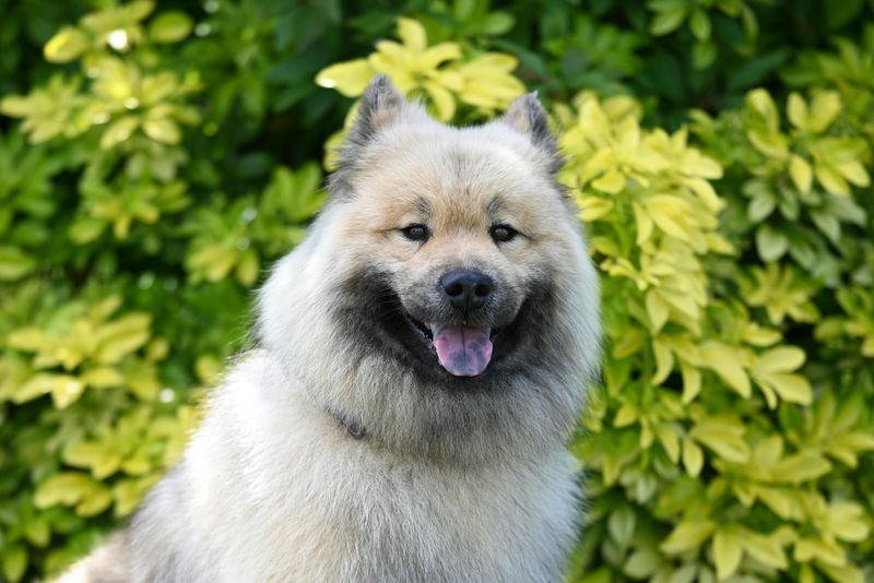Eurasier