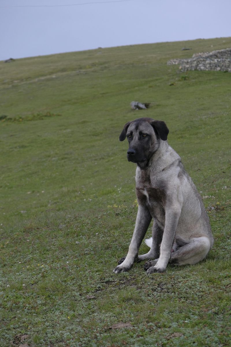 Speed and agility (faster vs more steady)