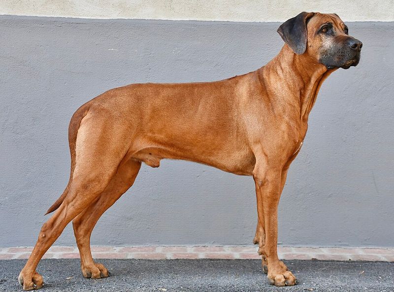 These dog breeds don't rush into every situation - they quietly figure it out first 9 Rhodesian Ridgeback