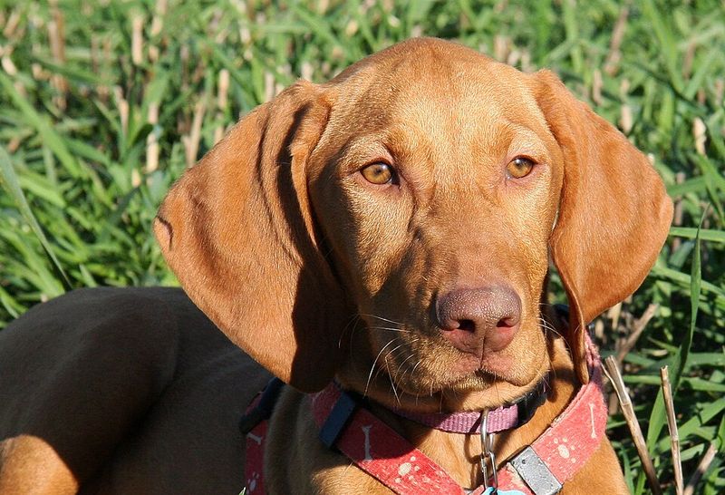 These 13 dog breeds stay loyal long after the bond is formed - plus 2 owners never forget 4 Vizsla