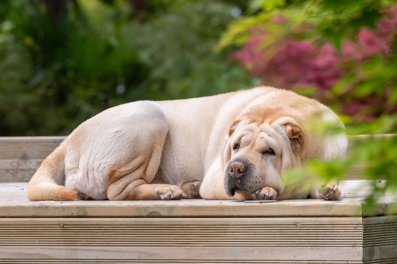 These dog breeds can develop skin problems that owners sometimes mistake for simple flea irritation - Until the real cause appears 10 Shar-Pei