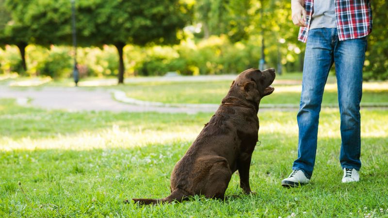 12 Common Everyday Mistakes That Can Accidentally Trigger Aggression in Dogs 3 Inconsistent Rules and Boundaries