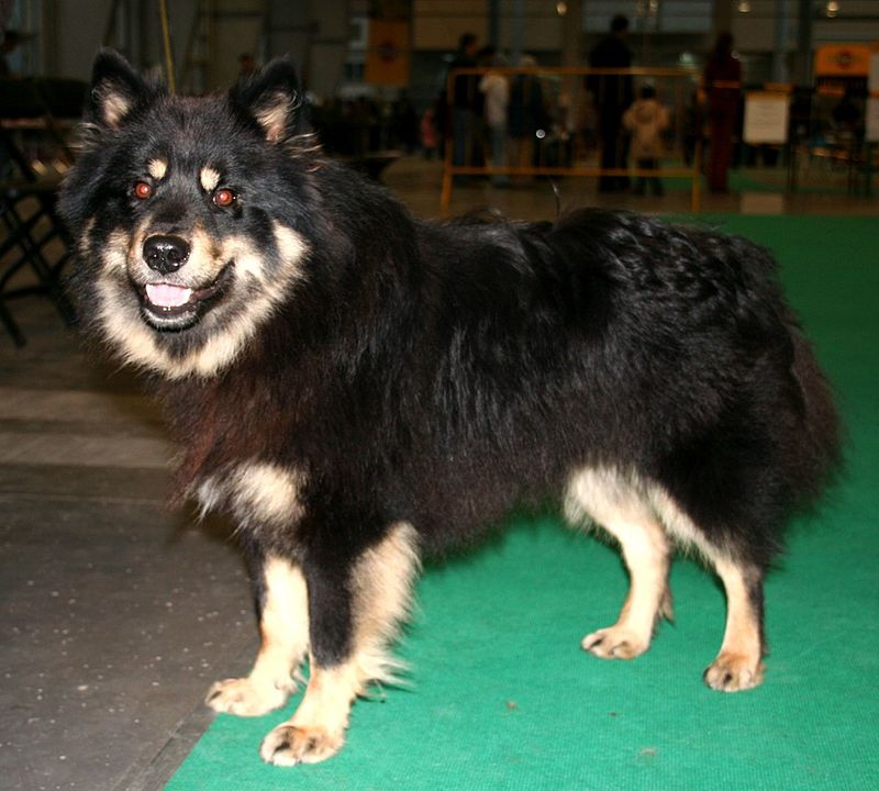 Finnish Lapphund