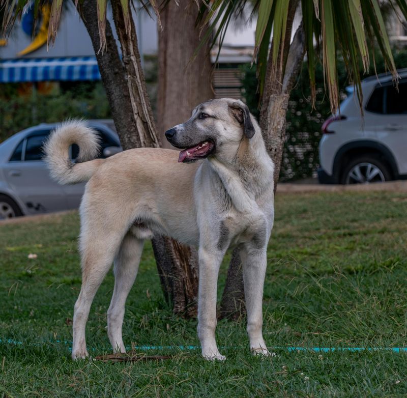12 powerful big dog breeds that prove brains matter as much as strength 8 Anatolian Shepherd