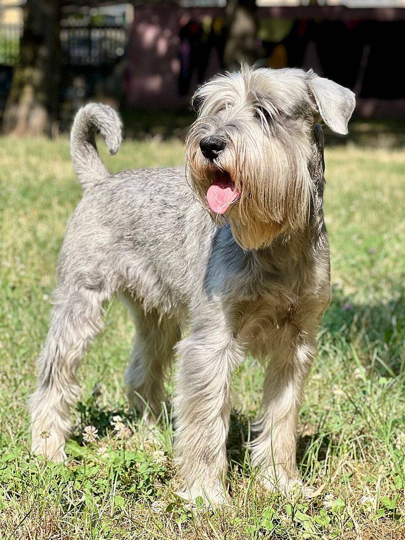 Standard Schnauzer