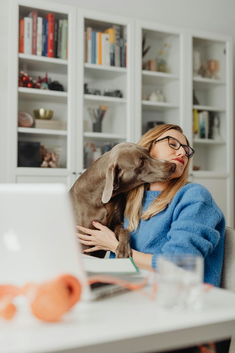 28 Dog Breeds That Show Remarkable Empathy Toward Their Owners 9 Weimaraner