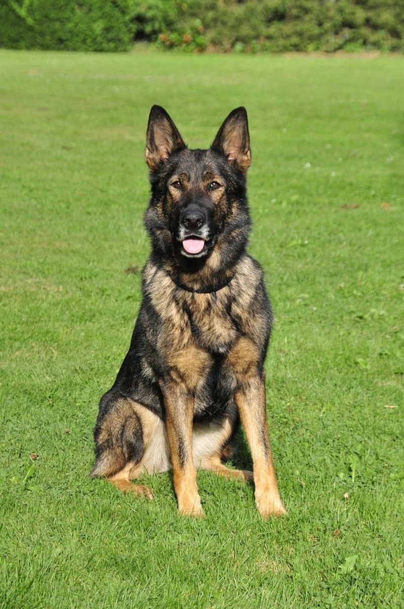 German Shepherd